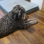 animal, blurred_background, brown_fur, calm, companion, cozy, curly_fur, dog, domestic, flooring, fur_texture, home, indoor, lying_down, mammal, pet, quiet, relaxed, side_view, wooden_floor