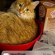 Ginger joined the competition — help win amazing prizes! advertising, basket, box, carnivore, cat, cat_supply, domestic_short_haired_cat, fawn, felidae, font, fur, ingredient, packaging_and_labeling, packing_materials, pet_supply, photo_caption, small_to_medium_sized_cats, tail, terrestrial_animal, whiskers