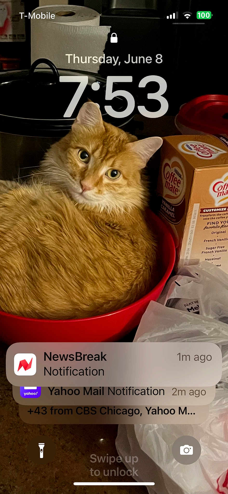 Ginger