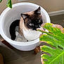 cat, siamese_cat, plant, planter, flower_pot, leaf, indoor, window, blinds, wooden_stand, floor, whiskers, fur, green_leaf, leaf_damage, curious, sitting, closeup, portrait, home_decor