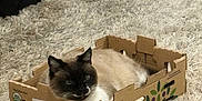 Sasha is registered to the contest to win money with this photo: cat, siamese_cat, cardboard_box, box, fluffy_rug, carpet, indoor, pet, lounging, resting, feline, whiskers, blue_eyes, fur, cozy, home_interior, paws, cute, container, smug_expression