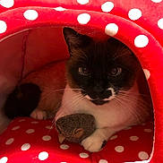 Sasha joined the competition — help win amazing prizes! cat, feline, pet, indoor, red, white, polka_dot, polka_dot_bed, cat_bed, cozy, toy, owl_toy, paws, whiskers, fur, close_up, portrait, cute, brown_face, eyes