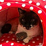cat, feline, pet, indoor, red, white, polka_dot, polka_dot_bed, cat_bed, cozy, toy, owl_toy, paws, whiskers, fur, close_up, portrait, cute, brown_face, eyes