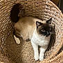 cat, pet, basket, wicker_basket, fur, white_paws, face, eyes, ears, tail, indoor, floor, home, cozy, relaxed, sitting, looking_up, woven_texture, cute, sleepy
