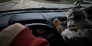 Mr.rubble is registered to the contest to win money with this photo: dog, dashboard, steering_wheel, hand, road, trees, sky, car_interior, paw, person, driving, cloudy, evening, house, power_lines, side_mirror, collar, road_sign, nature, transportation