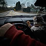 dog, dashboard, steering_wheel, hand, road, trees, sky, car_interior, paw, person, driving, cloudy, evening, house, power_lines, side_mirror, collar, road_sign, nature, transportation