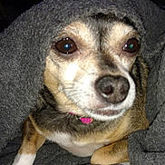 Ellie Mae is registered to the contest to win money with this photo: animal, blanket, brown, closeup, collar, comfort, cozy, cute, dog, domestic, face, fur, indoor, paw, pet, portrait, resting, snuggled, warm, white_paw