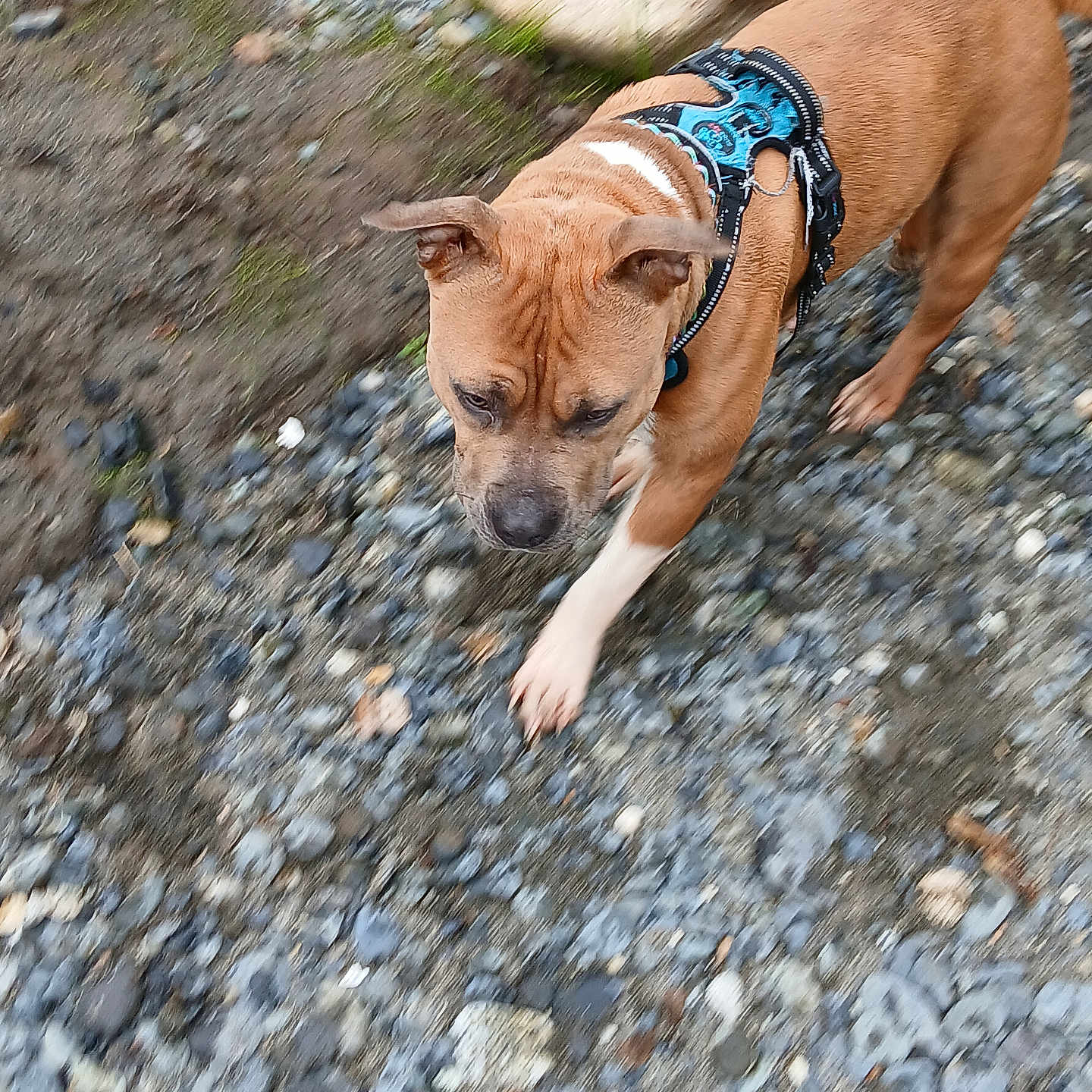 Aphradite Rose joined the competition — help win amazing prizes! animal, brown_dog, canine, closeup, daylight, dirt, dog, focused, fur, gravel, harness, moss, nature, outdoor, path, pet, side_view, stone, walking, walking_dog