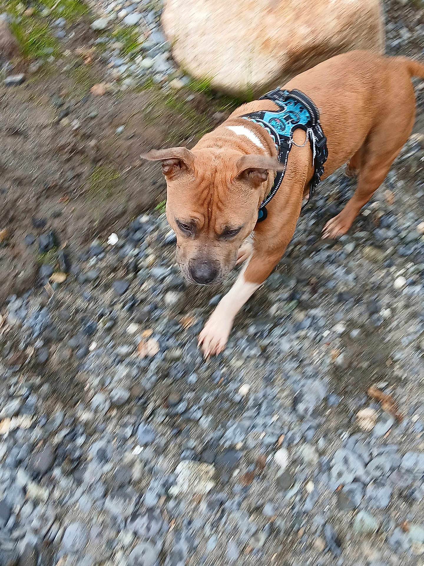 Aphradite Rose joined the competition — help win amazing prizes! dog, brown_dog, harness, walking, gravel, outdoor, path, stone, dirt, moss, animal, pet, canine, fur, walking_dog, nature, daylight, closeup, side_view, focused