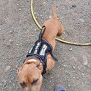 Aphradite Rose joined the competition — help win amazing prizes! dog, brown_dog, harness, outdoor, gravel, yellow_hose, foot, person, pet, animal, canine, walking, ground, leash, blurred, close_up, daylight, fur, tail, snout