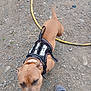 dog, brown_dog, harness, outdoor, gravel, yellow_hose, foot, person, pet, animal, canine, walking, ground, leash, blurred, close_up, daylight, fur, tail, snout