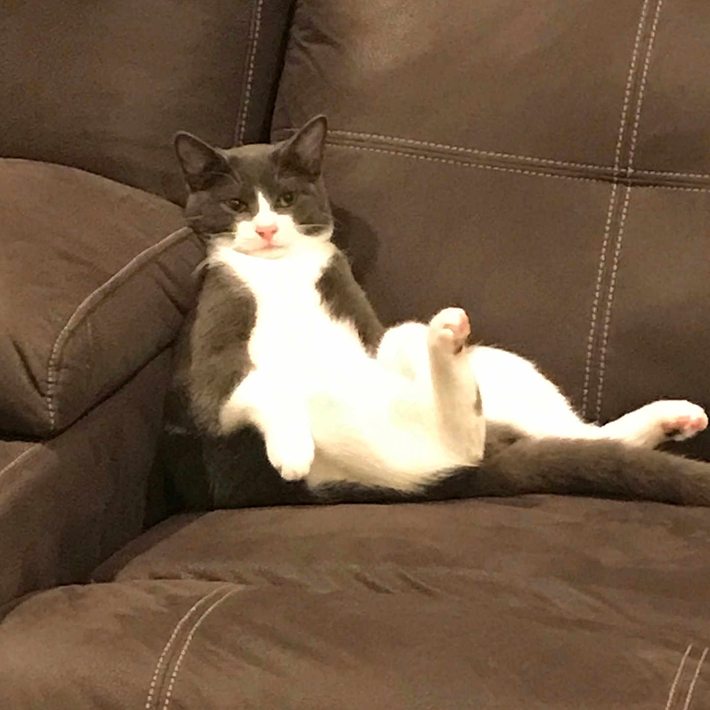 Jack is registered to the contest to win money with this photo: angora, animal, architecture, armchair, blanket, building, cat, chair, couch, cushion, furniture, homedecor, indoors, kitten, livingroom, manx, person, pet, room, sleeping