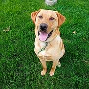 Buddy joined the competition — help win amazing prizes! animal, canine, collar, cute, dog, friendly, garden, grass, greenery, happy, mammal, nature, outdoor, pet, portrait, sitting, summer, sunlight, tongue_out, wooden_post