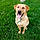 Buddy