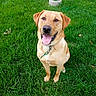 animal, canine, collar, cute, dog, friendly, garden, grass, greenery, happy, mammal, nature, outdoor, pet, portrait, sitting, summer, sunlight, tongue_out, wooden_post