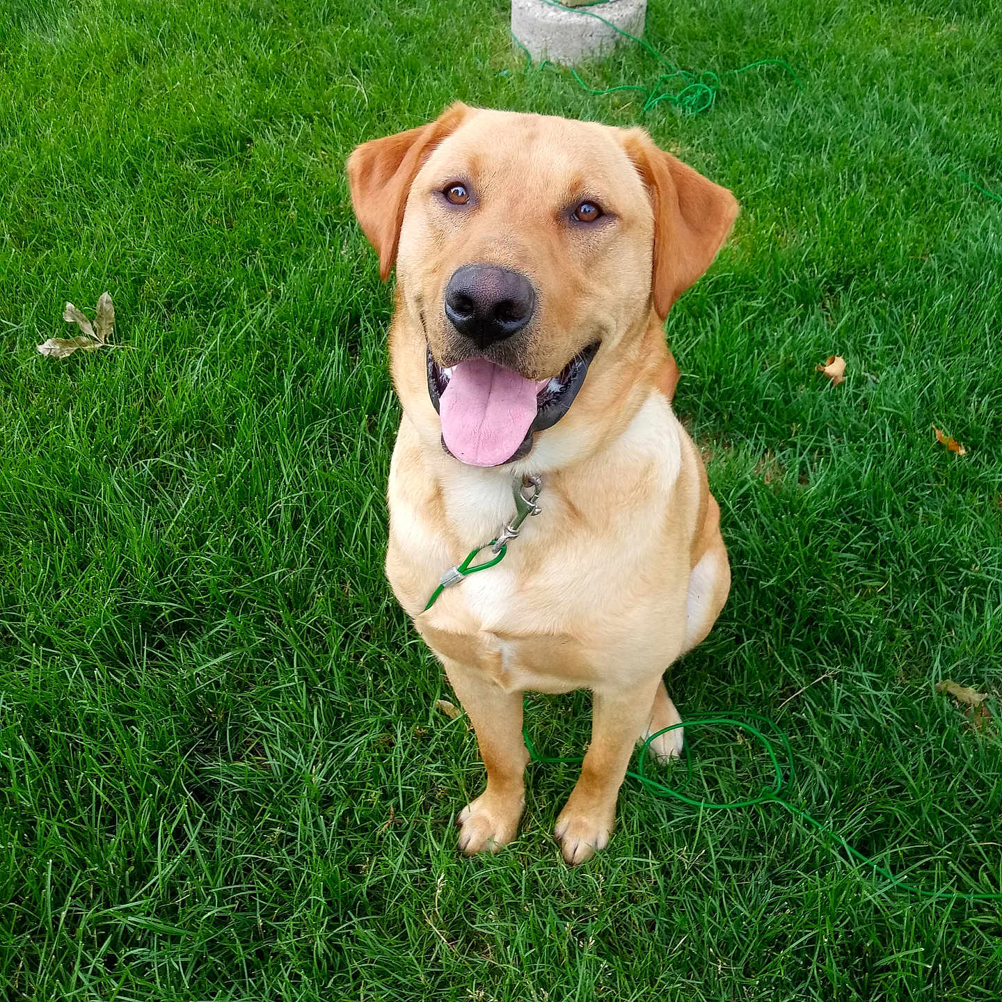 Buddy
