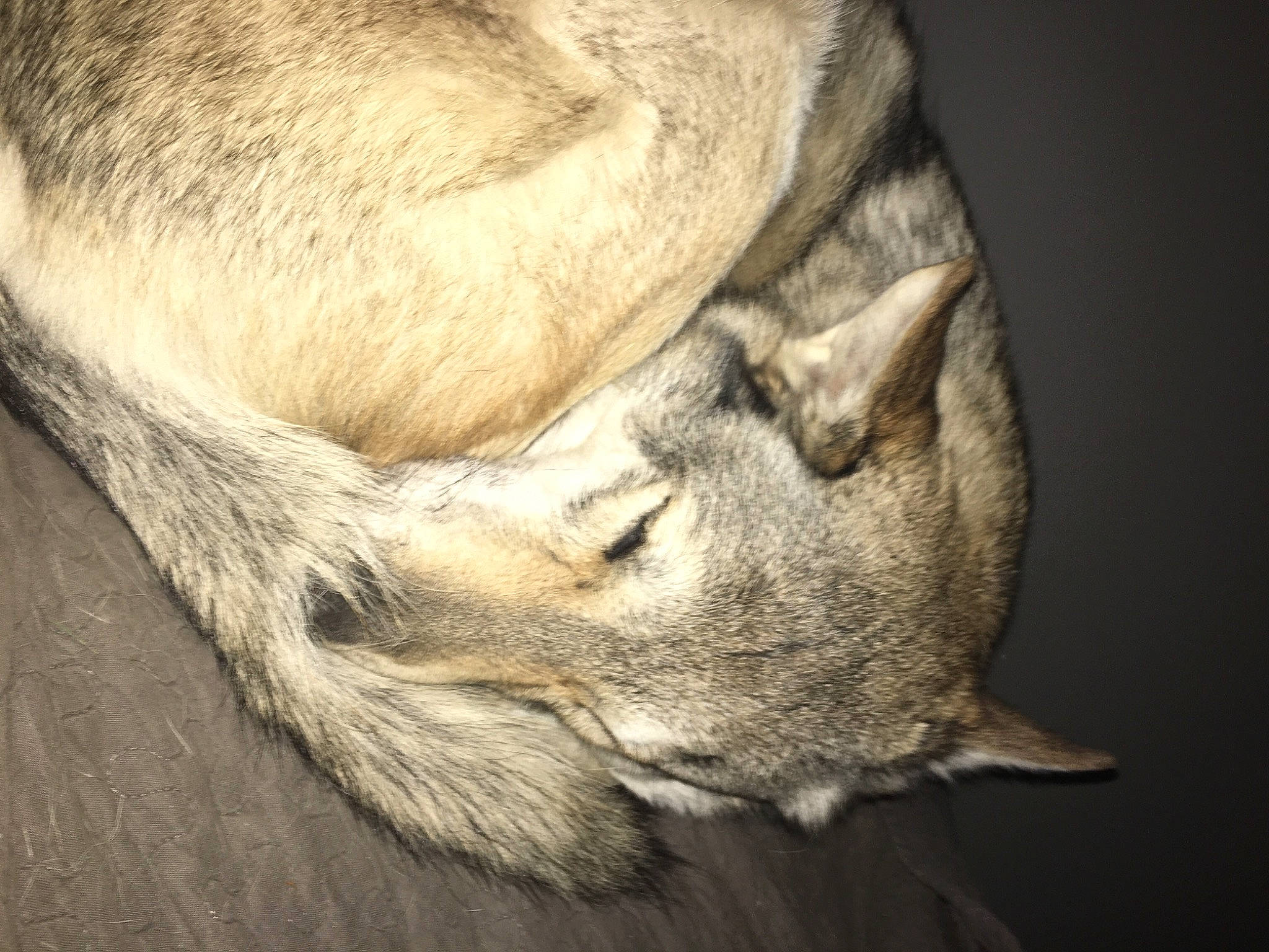 Kenji participe au concours pour gagner de l'argent avec cette photo : art, artifact, canidae, dog_breed, fawn, felidae, fur, gesture, human_leg, livestock, paw, small_to_medium_sized_cats, snout, sporting_group, suidae, terrestrial_animal, whiskers, wildlife, wood, wrinkle