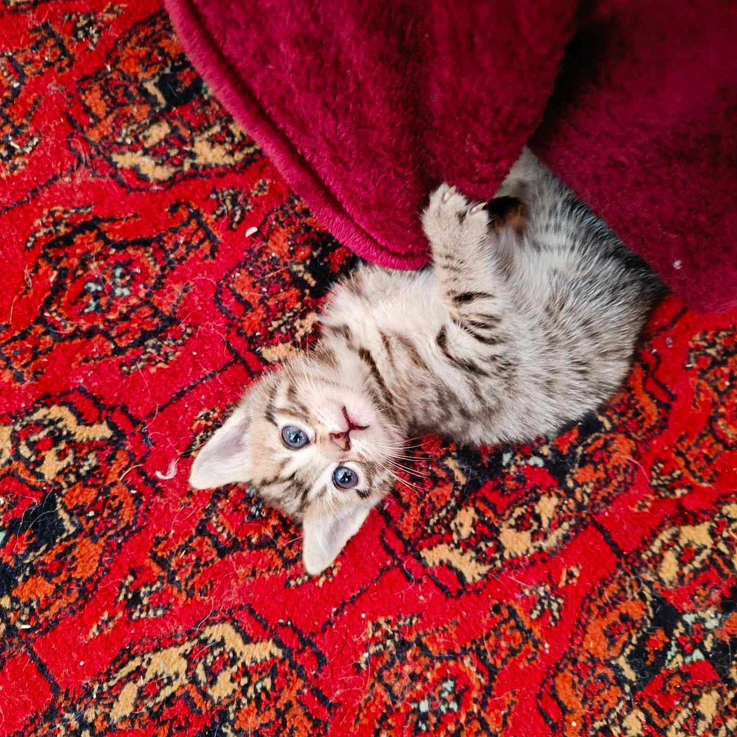 Salameche participe au concours pour gagner de l'argent avec cette photo : accessories, animal, art, blanket, cat, homedecor, kitten, manx, ornament, person, pet, quilt, rug, sleeping, tapestry, towel, velvet