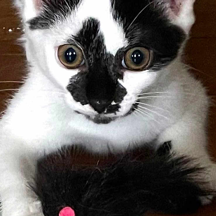 Ash a rejoint le concours — aidez-le/la à gagner de superbes lots ! animal, black_and_white, black_spots, cat, close_up, curious, cute, domestic_animal, ears, eyes, face, feline, fur, indoor, paws, pet, playful, toy_mouse, whiskers, wooden_surface