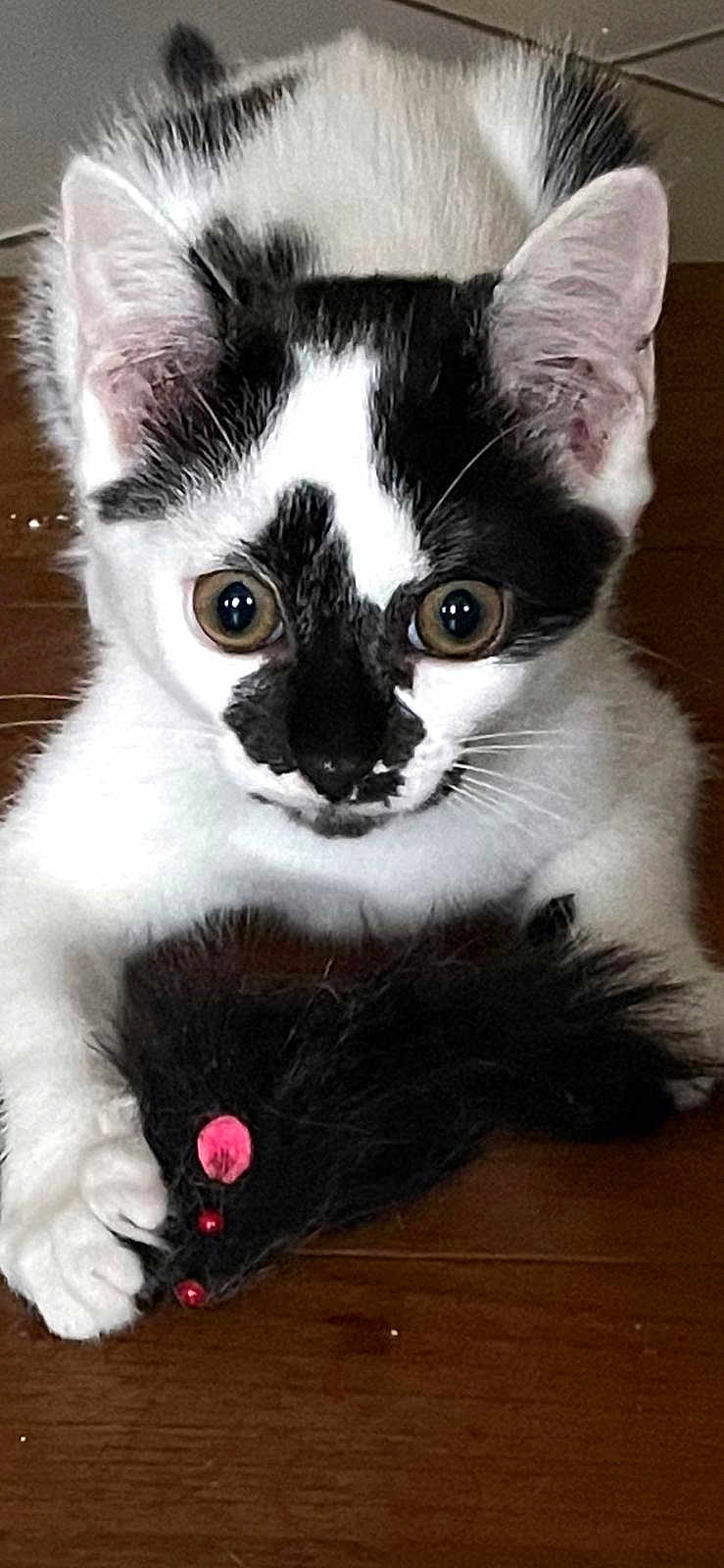 Ash a rejoint le concours — aidez-le/la à gagner de superbes lots ! cat, black_and_white, toy_mouse, wooden_surface, pet, animal, indoor, feline, playful, close_up, whiskers, ears, paws, fur, cute, curious, eyes, face, black_spots, domestic_animal