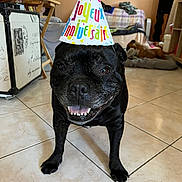 Blacko participe au concours pour gagner de l'argent avec cette photo : animal, bed, birthday_hat, black_dog, blanket, canine, celebration, companion, cute, dog, domestic_animal, furniture, happy, indoor, party, pet, relaxed, room, smiling, tile_floor