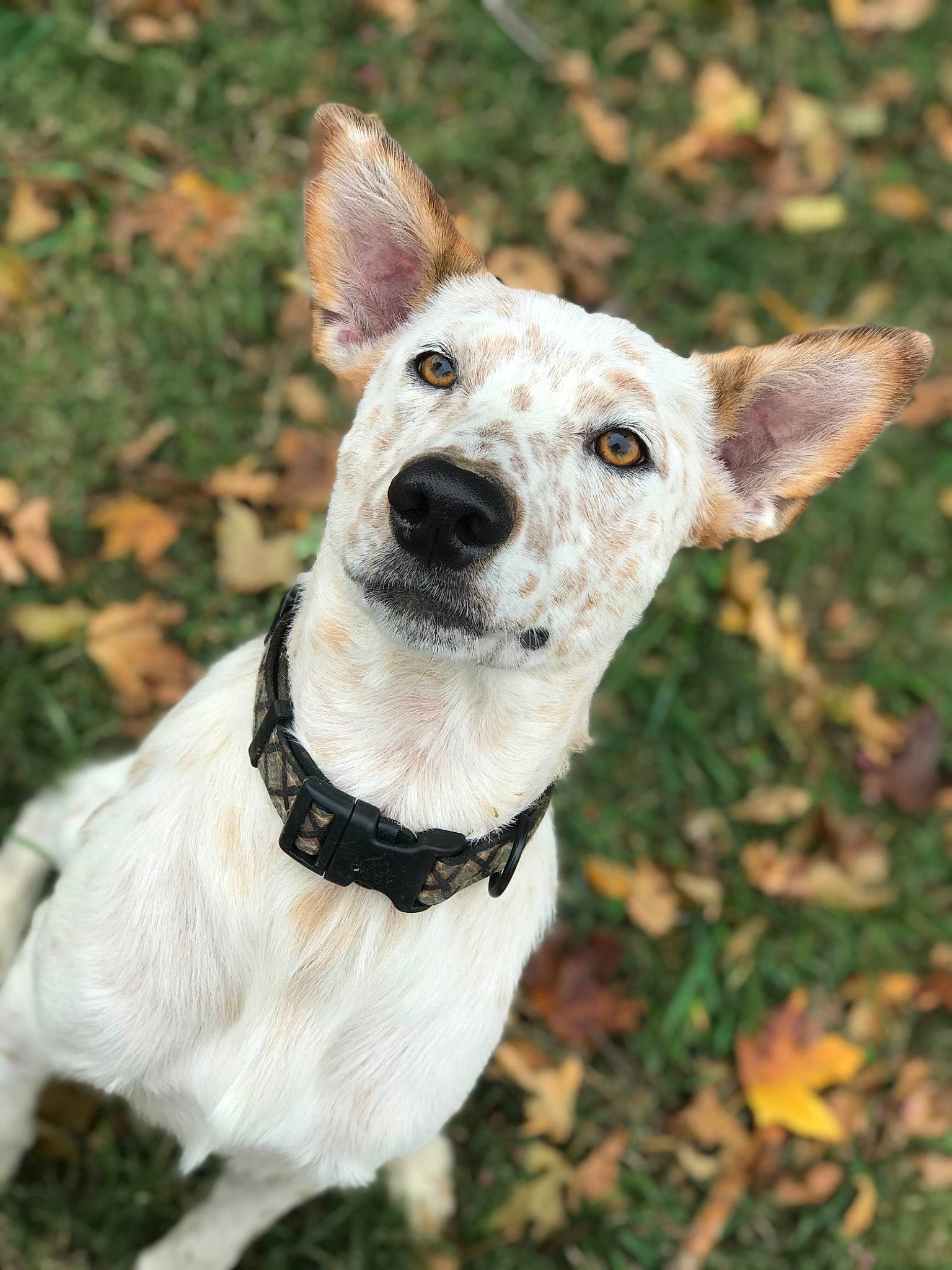 Ol Son is registered to the contest to win money with this photo: canidae, carnivore, collar, companion_dog, dog, dog_breed, dog_collar, dog_supply, ear, fawn, fur, grass, plant, rampur_greyhound, sighthound, snout, sporting_group, terrestrial_animal, whiskers, working_animal