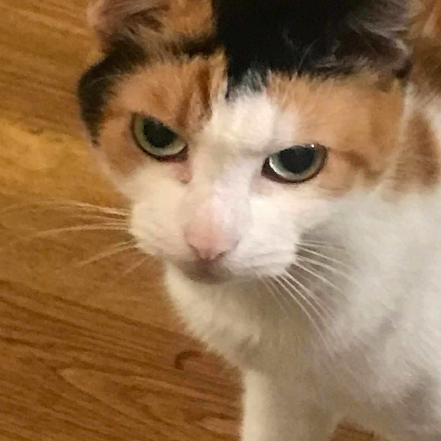 Ciara is registered to the contest to win money with this photo: abyssinian, angora, animal, canine, cat, citrusfruit, dog, food, fruit, hardwood, hound, kitten, manx, orange, pet, plant, produce, snout, stainedwood, wood