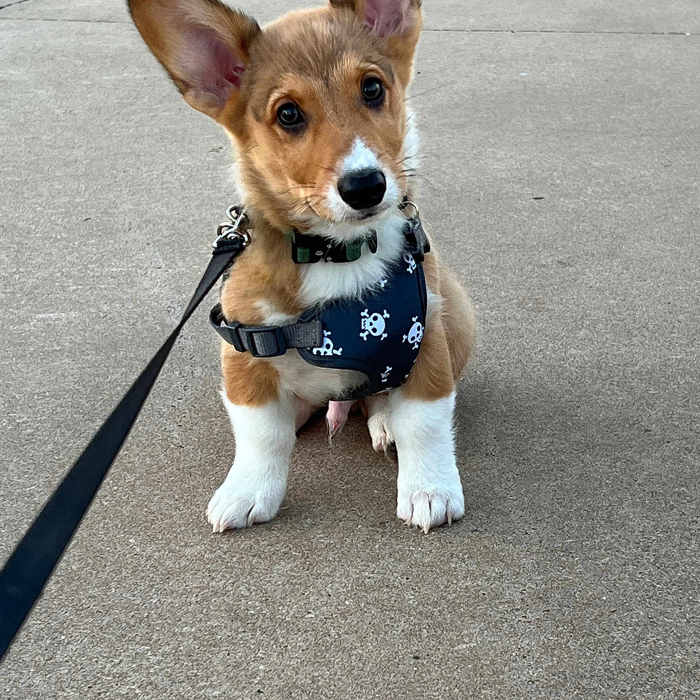 Chef is registered to the contest to win money with this photo: accessories, animal, beagle, belt, canine, chihuahua, cockerspaniel, dog, formalwear, hound, leash, papillon, person, pet, puppy, snout, strap, terrier, tie, walkingdog