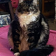 Molly is registered to the contest to win money with this photo: cat, tabby_cat, fluffy, indoor, pet, feline, sitting, pink_cushion, whiskers, tail, fur, curious, cozy, household, animal, domestic, cute, portrait, relaxed, furniture