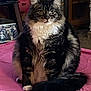 cat, tabby_cat, fluffy, indoor, pet, feline, sitting, pink_cushion, whiskers, tail, fur, curious, cozy, household, animal, domestic, cute, portrait, relaxed, furniture