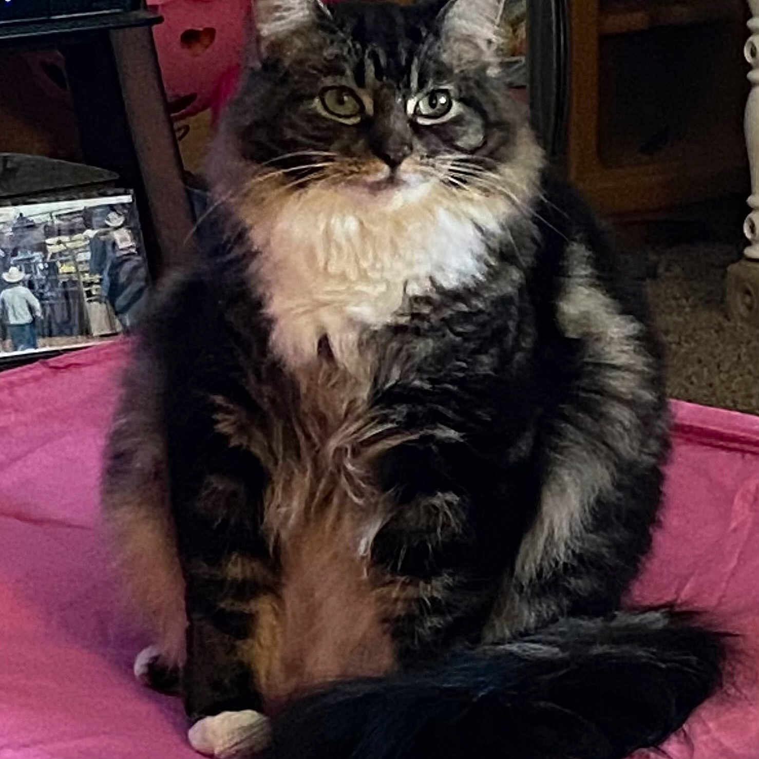 Molly is registered to the contest to win money with this photo: animal, cat, cozy, curious, cute, domestic, feline, fluffy, fur, furniture, household, indoor, pet, pink_cushion, portrait, relaxed, sitting, tabby_cat, tail, whiskers