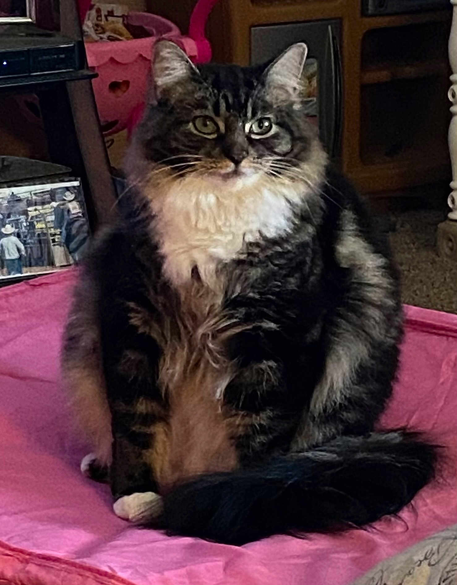 Molly is registered to the contest to win money with this photo: cat, tabby_cat, fluffy, indoor, pet, feline, sitting, pink_cushion, whiskers, tail, fur, curious, cozy, household, animal, domestic, cute, portrait, relaxed, furniture