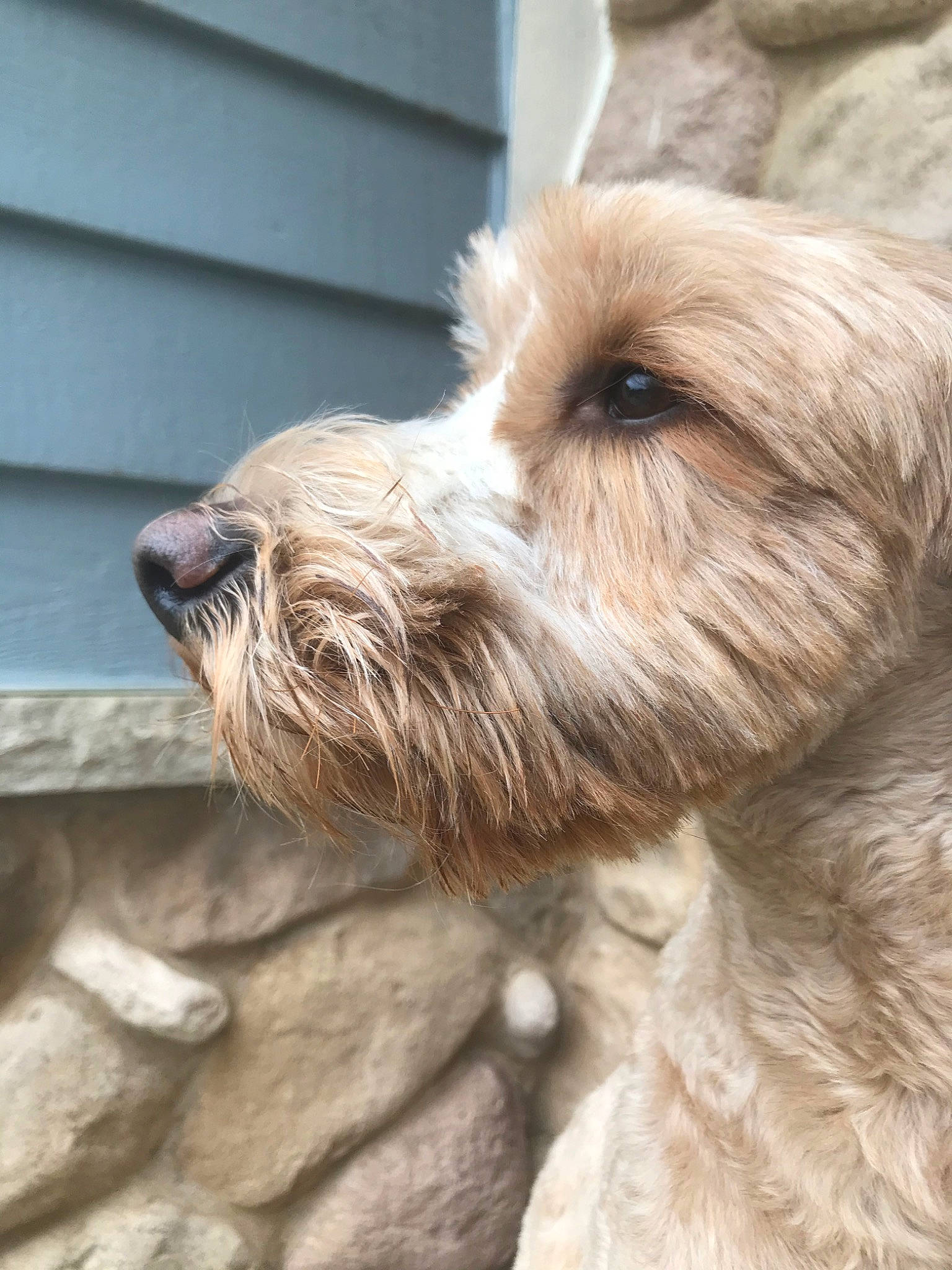 Noodle is registered to the contest to win money with this photo: bosnian_coarse_haired_hound, briquet_griffon_vendeen, canidae, carnivore, catalan_sheepdog, companion_dog, dog, dog_breed, dutch_smoushond, glen_of_imaal_terrier, irish_soft_coated_wheaten_terrier, mammal, petit_basset_griffon_vendeen, rare_breed_dog, sapsali, snout, sporting_group, sporting_lucas_terrier, terrier, vertebrate