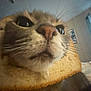 cat, bread, close_up, animal, pet, indoor, face, whiskers, nose, window, curtain, painting, feline, funny, cozy, home, slice, bread_cat, fur, portrait