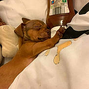 Bella joined the competition — help win amazing prizes! puppy, dog, sleeping, bed, blanket, bottle, hugging, brown, cozy, cute, pet, animal, resting, indoor, soft, snack, small, fur, peaceful, napping