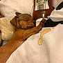puppy, dog, sleeping, bed, blanket, bottle, hugging, brown, cozy, cute, pet, animal, resting, indoor, soft, snack, small, fur, peaceful, napping