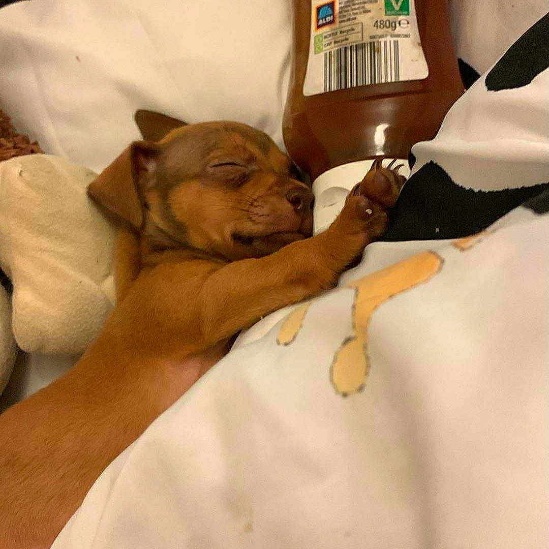 Bella joined the competition — help win amazing prizes! animal, bed, blanket, bottle, brown, cozy, cute, dog, fur, hugging, indoor, napping, peaceful, pet, puppy, resting, sleeping, small, snack, soft