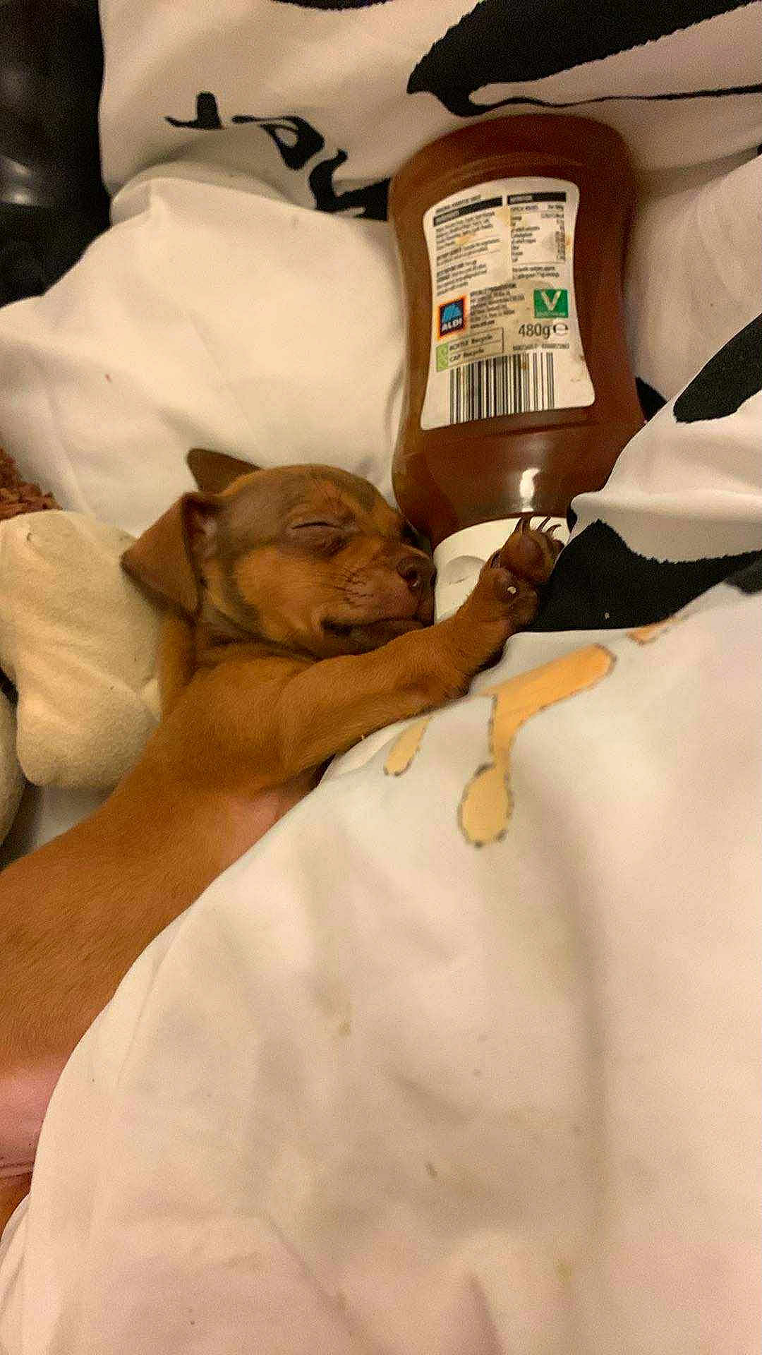 Bella joined the competition — help win amazing prizes! puppy, dog, sleeping, bed, blanket, bottle, hugging, brown, cozy, cute, pet, animal, resting, indoor, soft, snack, small, fur, peaceful, napping