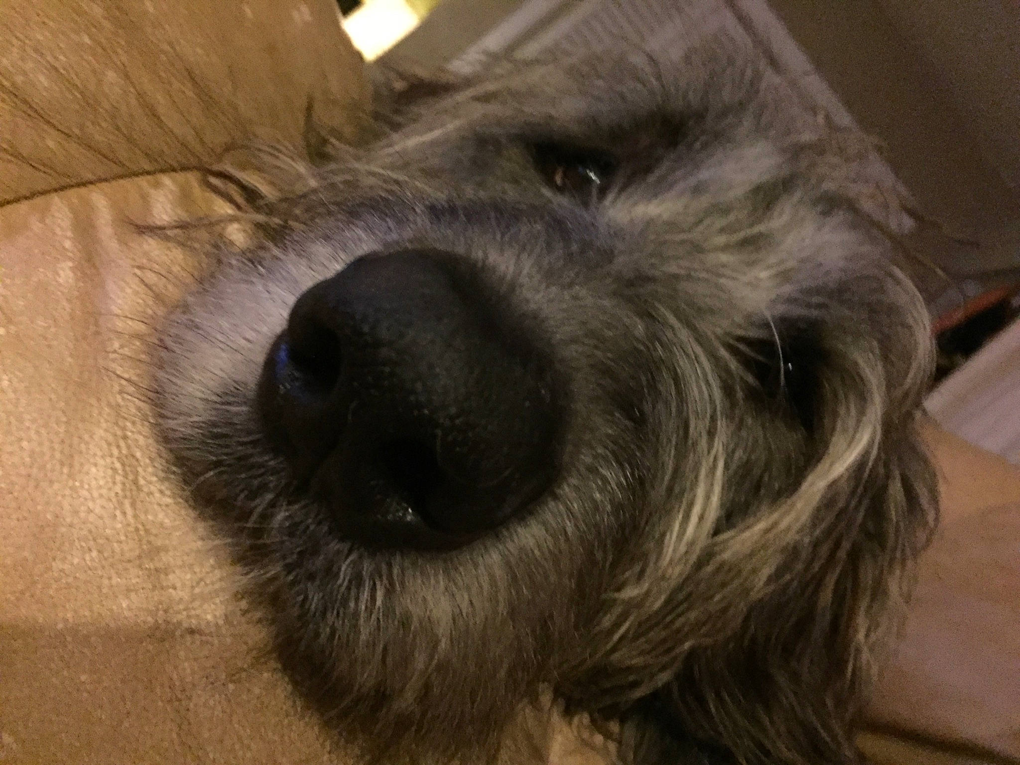 Wolfin is registered to the contest to win money with this photo: canidae, carnivore, close_up, comfort, companion_dog, dog, dog_breed, ear, estrela_mountain_dog, fawn, fur, giant_dog_breed, liver, paw, small_terrier, snout, sporting_group, terrier, whiskers, working_animal