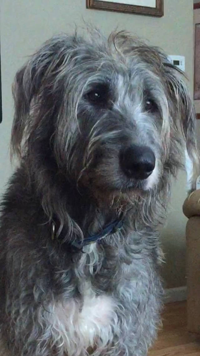 Wolfin is registered to the contest to win money with this photo: canidae, carnivore, companion_dog, dog, dog_breed, fur, liver, maltepoo, schapendoes, small_terrier, snout, sporting_group, terrier, toy_dog, water_dog, working_animal