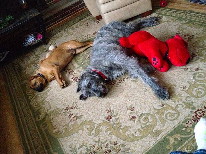 Wolfin joined the competition — help win amazing prizes! canidae, carnivore, comfort, companion_dog, couch, dog, dog_breed, dog_supply, fawn, floor, flooring, fur, hardwood, non_sporting_group, pet_supply, sporting_group, tail, water_dog, wood, working_animal