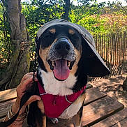 Severus a rejoint le concours — aidez-le/la à gagner de superbes lots ! dog, outdoor, bench, wood, cap, hat, harness, leash, happy, tongue_out, pet, animal, nature, tree, fence, hand, sunlight, shadow, smiling, canine