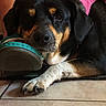 dog, shoe, tile_floor, black_dog, brown_dog, white_paw, pet, indoor, vest, pink_vest, patch, close_up, resting, paw, animal, canine, snout, fur, domestic_animal, chewing
