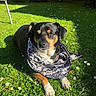dog, animal, bandana, grass, flower, daisy, sunlight, outdoor, pet, canine, nature, summer, greenery, relaxed, laying_down, garden, cute, domestic_animal, daylight, portrait
