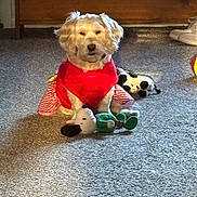 Belle joined the competition — help win amazing prizes! dog, carpet, plush_toy, red_clothing, indoor, wooden_furniture, sneaker, sunlight, pet, cute, white_fur, small_dog, toy, floor, home, cozy, animal, domestic, sitting, quiet