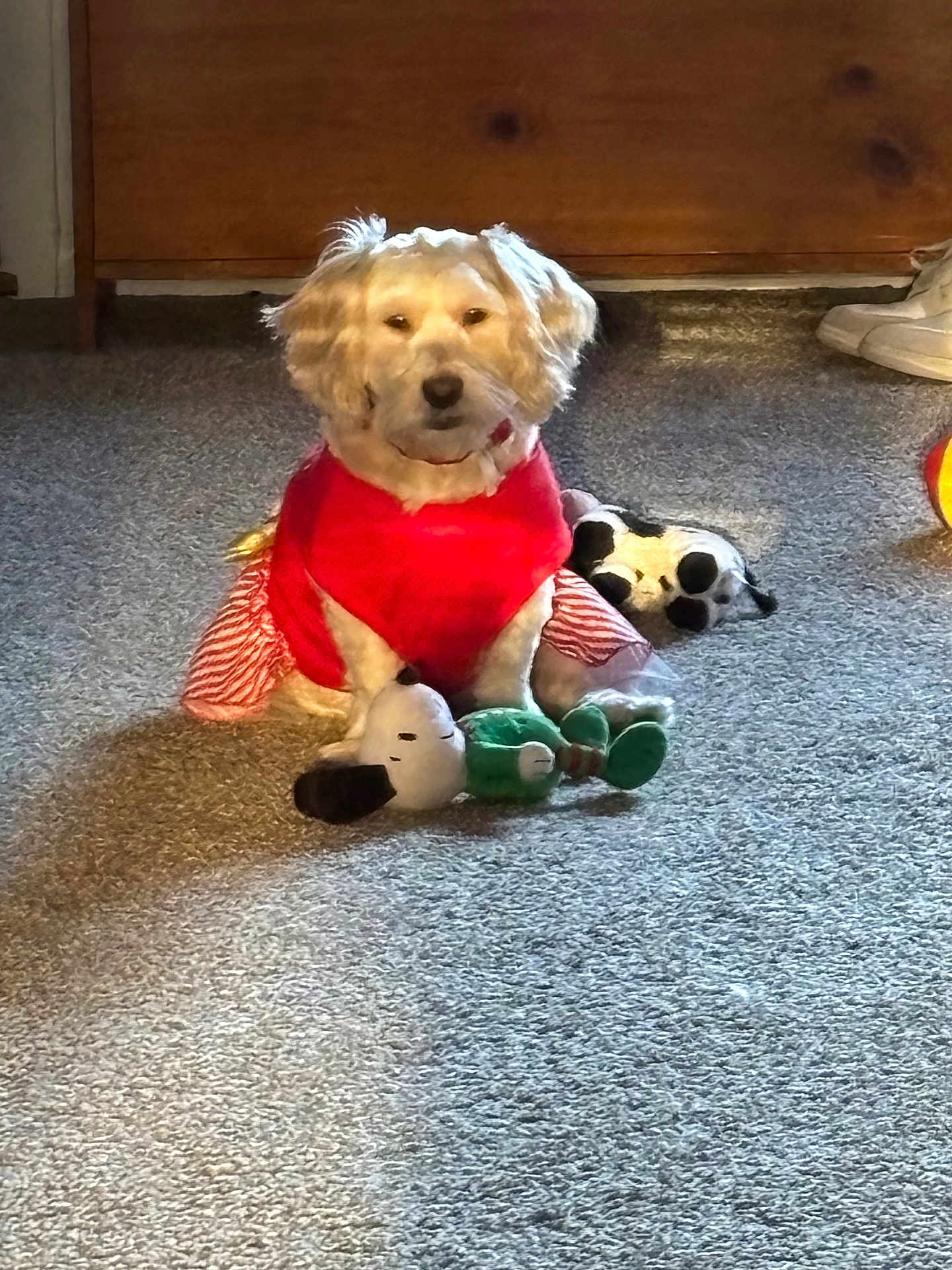 Belle joined the competition — help win amazing prizes! dog, carpet, plush_toy, red_clothing, indoor, wooden_furniture, sneaker, sunlight, pet, cute, white_fur, small_dog, toy, floor, home, cozy, animal, domestic, sitting, quiet