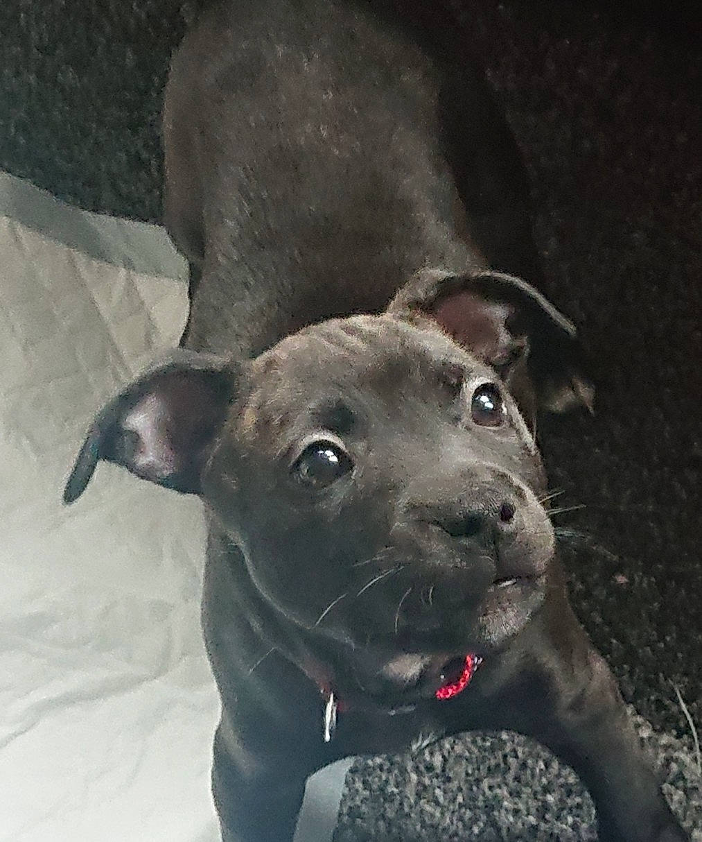 Molly is registered to the contest to win money with this photo: borador, canidae, carnivore, collar, companion_dog, dog, dog_breed, dog_collar, fawn, fur, guard_dog, hunting_dog, liver, non_sporting_group, pet_supply, snout, sporting_group, terrestrial_animal, whiskers, working_animal