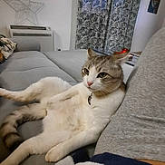 Moustick a rejoint le concours — aidez-le/la à gagner de superbes lots ! animal, cat, collar, comfort, couch, curtains, domestic, feline, fur, furniture, gray, home, indoor, living_room, pet, relaxed, resting, tabby, tail, white