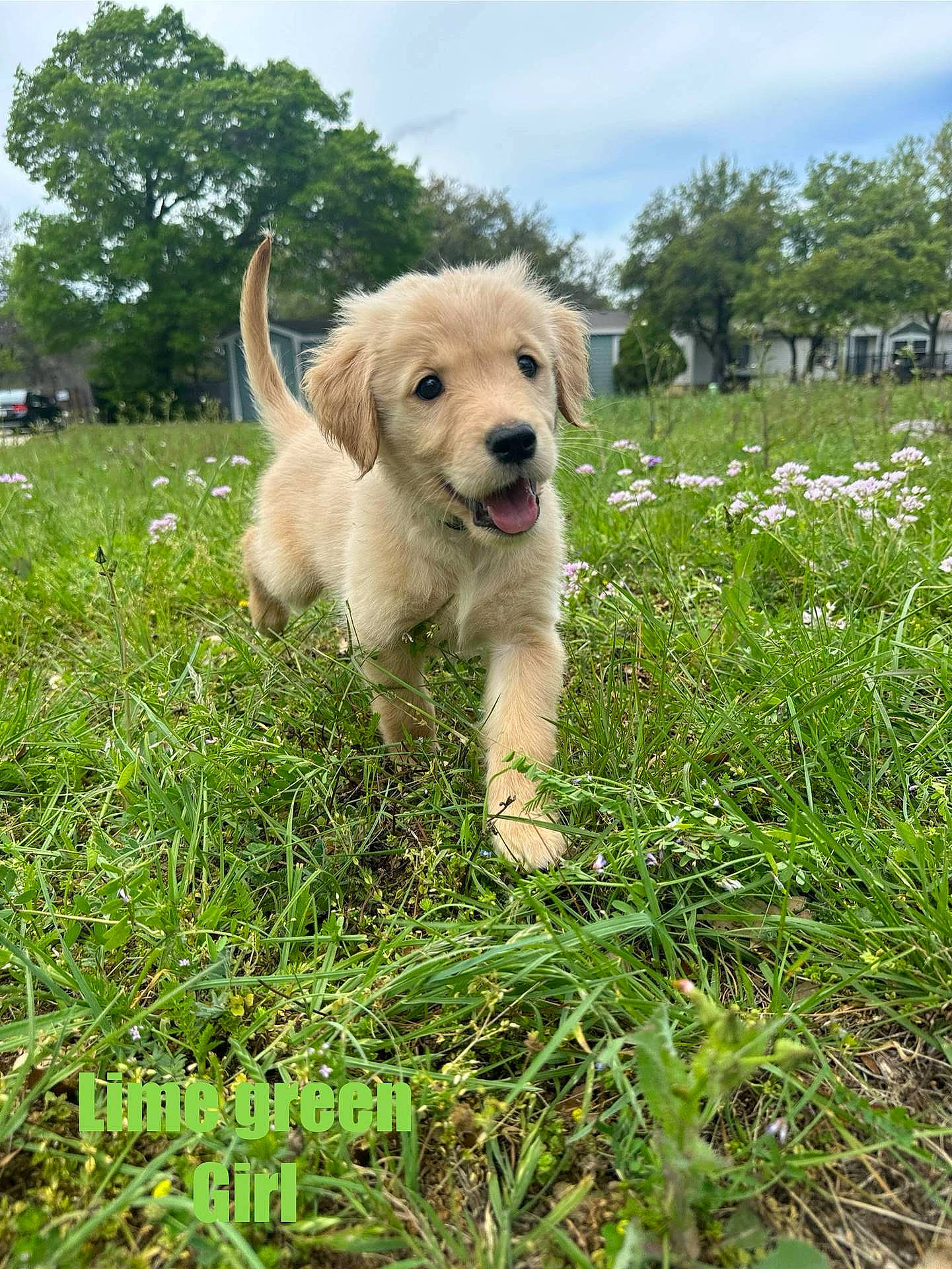 Honey joined the competition — help win amazing prizes! adventure, ball, canidae, carnivore, cloud, companion_dog, dog, dog_breed, fawn, flower, grass, grassland, people_in_nature, plant, retriever, sky, sporting_group, tail, tree, working_animal