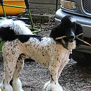 Tank joined the competition — help win amazing prizes! dog, poodle, black_and_white, stick, outdoor, vehicle, gravel, fur, pet, standing, garden, equipment, tail, collar, animal, muzzle, ears, background, nature, playful